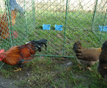 Vystava drobnych zvierat 2012