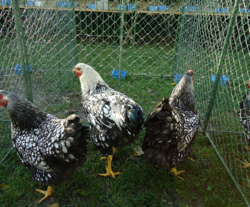 Vystava drobnych zvierat 2012