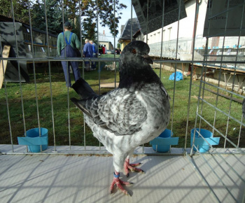 Vystava drobnych zvierat 2012