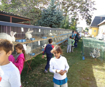 Vystava drobnych zvierat 2012