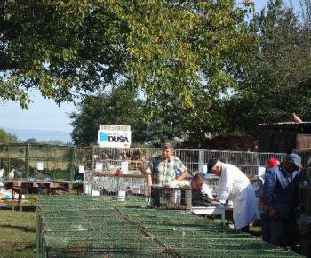 Výstava drobných zvierat 2009