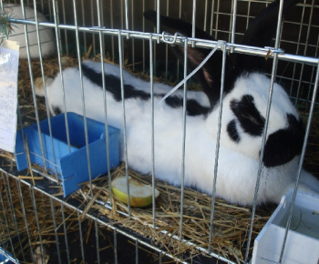 Výstava drobných zvierat 2009