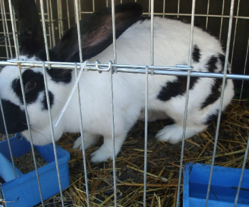 Výstava drobných zvierat 2009