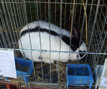 Výstava drobných zvierat 2009
