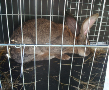 Výstava drobných zvierat 2009