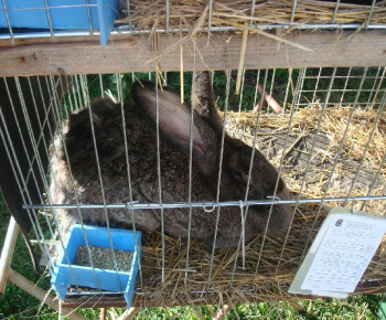 Výstava drobných zvierat 2009