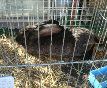 Výstava drobných zvierat 2009