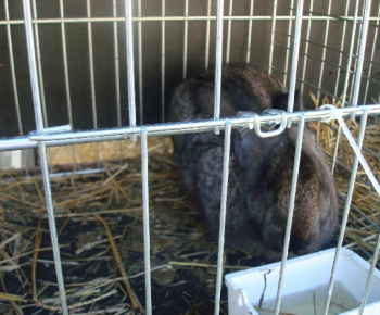 Výstava drobných zvierat 2009