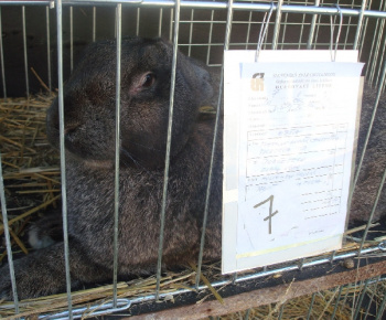 Výstava drobných zvierat 2009