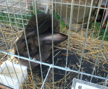 Výstava drobných zvierat 2009