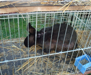 Výstava drobných zvierat 2009