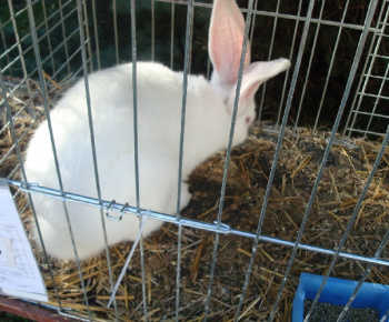 Výstava drobných zvierat 2009