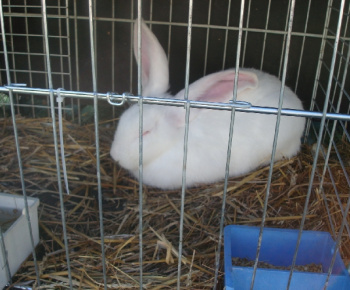 Výstava drobných zvierat 2009
