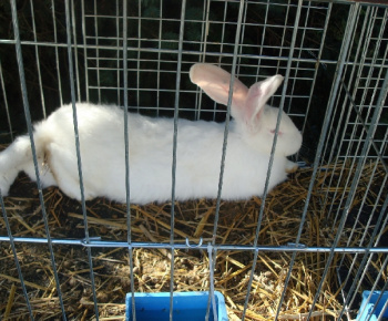 Výstava drobných zvierat 2009
