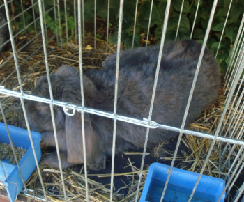 Výstava drobných zvierat 2009