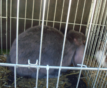 Výstava drobných zvierat 2009