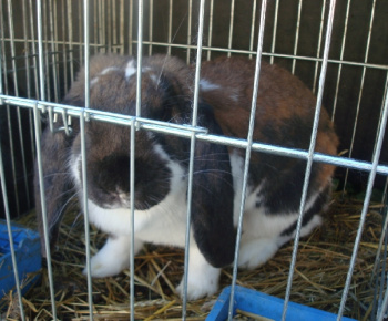 Výstava drobných zvierat 2009