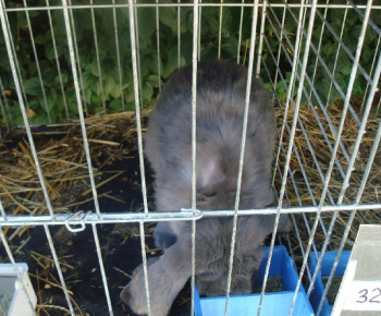Výstava drobných zvierat 2009