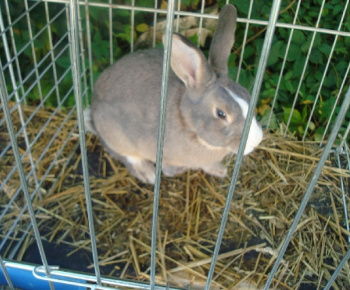 Výstava drobných zvierat 2009