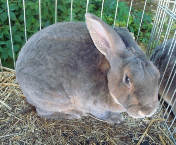 Výstava drobných zvierat 2009