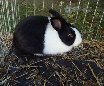 Výstava drobných zvierat 2009