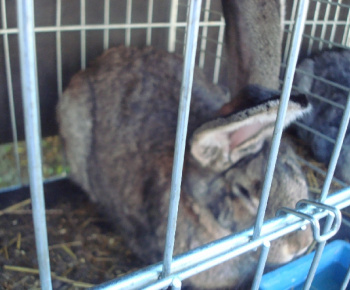 Výstava drobných zvierat 2009