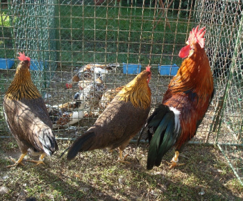 Výstava drobných zvierat 2009