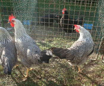 Výstava drobných zvierat 2009