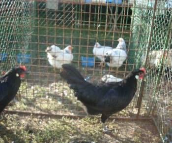 Výstava drobných zvierat 2009
