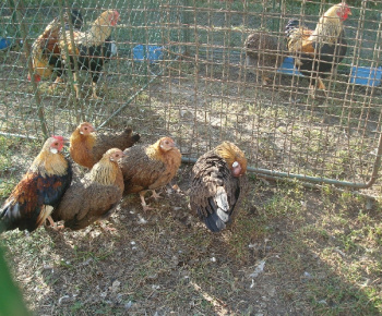 Výstava drobných zvierat 2009
