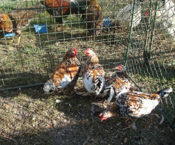 Výstava drobných zvierat 2009