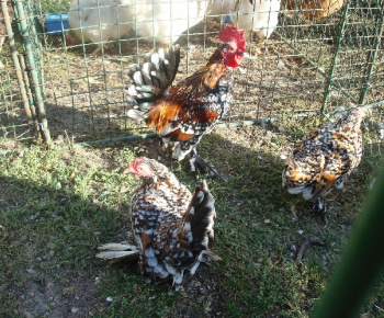 Výstava drobných zvierat 2009