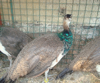 Výstava drobných zvierat 2009