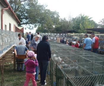 Vystava drobných zvierat 2011