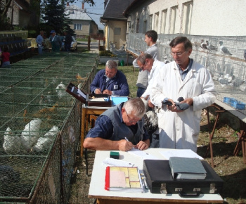 Vystava drobných zvierat 2011