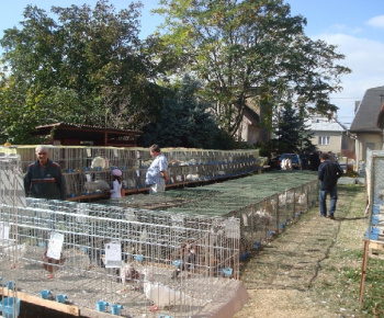 Vystava drobných zvierat 2011