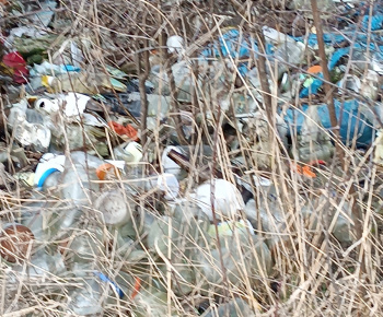 ROZVOJOVÝ TÍM V AKCII / Eliminácia komunalného odpadu  - foto